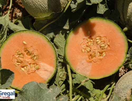 Cantaloupe